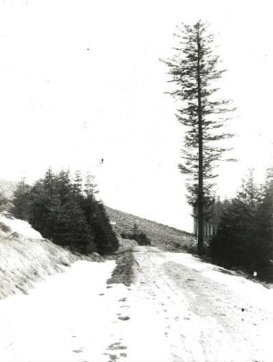 Böhmisch Zinnwald (Cínovec, Tschechien). Forstfahrweg bei Dubi-Cínovec