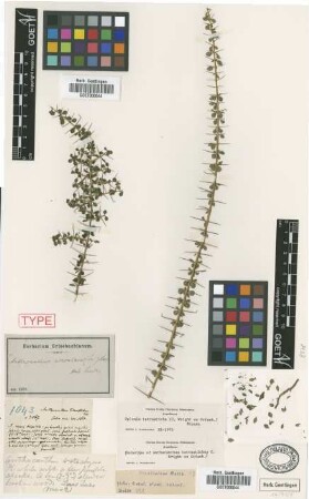 Anthacanthus tetrastichus C.Wright ex Griseb. [holotype]