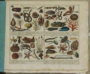 Die Amphibien, Conchilien und Würmer : mit 292 illuminirten Abbildungen
