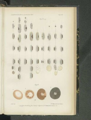Tafel XVI. Fig. 26. - Fig. 27.