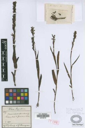 Habenaria montevidensis Spreng. var. tucumanensis Griseb.[holotype]