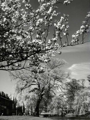 Frühling und Blüten in Alkmaar