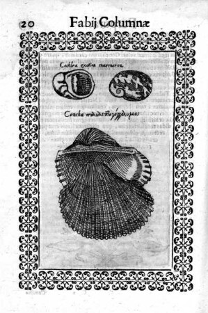 Cochlea exotica marmorea
