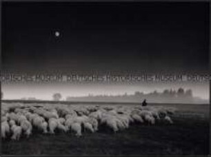 Schafherde mit Mond (Altersgruppe 14-17)