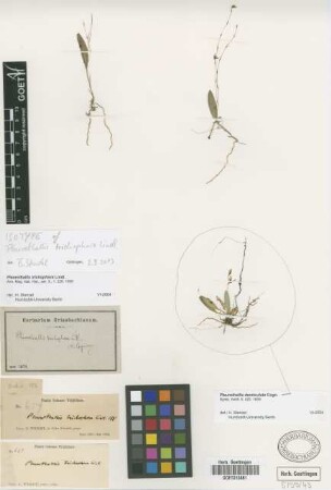 Pleurothallis trichophora Lindl.