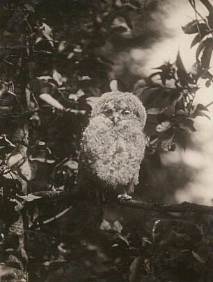 Waldkauz : Waldkauz (Strix aluco L.), ausgeflogener Jungvogel