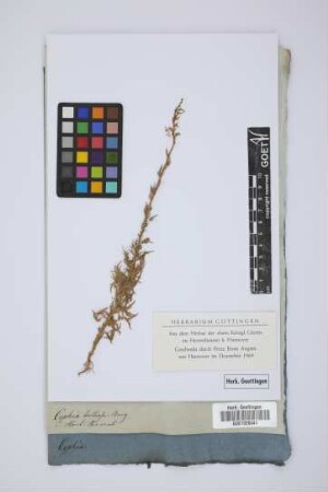 Cyphia bulbosa Berg.