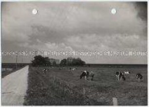 Sievensburger Koog, Marsch in Schleswig-Holstein