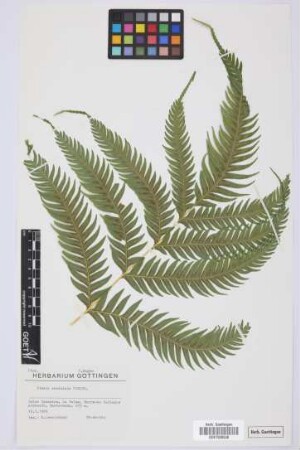 Pteris serrulata Forssk.