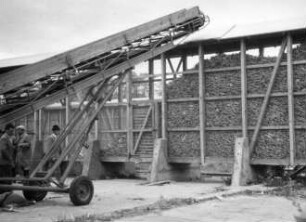 Trockenschuppen Maisernte