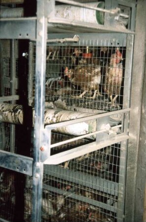 Fotografie: Tierproduktionsverfahren, Legehenne, Käfighaltung