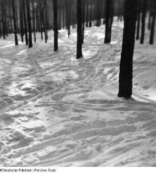 Wald mit Spuren im Schnee