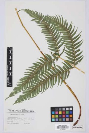 Pteris serrulata Forssk.
