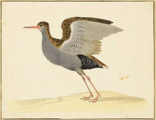 Sich zum Fliegen anschickender großer Wasservogel