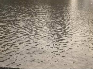 Lampertswalde. Wassernuss (Trapa natans)