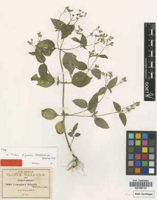 Cymophora pringlei B.L.Rob. [type]