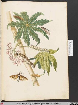 [Metamorphose eines Schmetterlings]