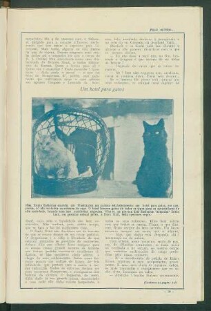 Um hotel para gatos