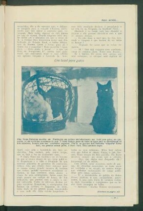 Um hotel para gatos