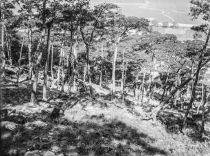 Wald : Dichter Wald an einem Berghang
