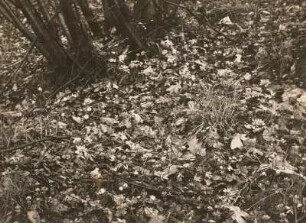 Oberlausitz. Rotstein. Leberblümchen (Hepatica triloba Gil.), Bestandsbild