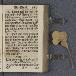 [Getrocknete Blume]