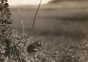 Steinkauz (Athene noctua SCOP.), adulter Vogel