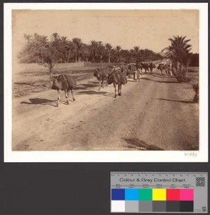 Biskra - Route de Touggourth