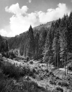 Pfälzer Wald