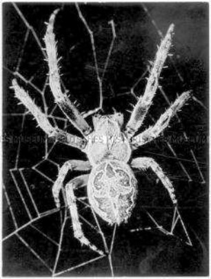 Spinne im Netz
