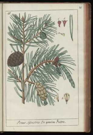 46. Pinus Sylvestris. Die gemeine Fichte