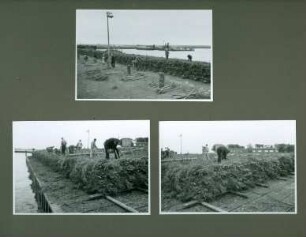 Leitdamm am Mittelgrund an der Küste bei Cuxhaven, 1950