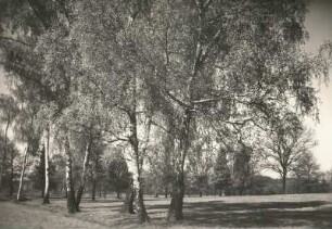 Moritzburger Teichgebiet. Weg mit Birken. Heidelandschaft