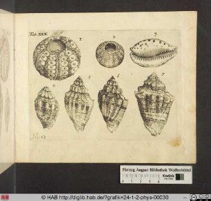 [Verschiedende Muscheln und Seeigel]