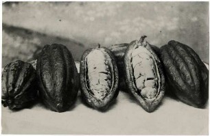 Surinam: Kakaofrüchte (Forastero)
