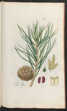 397. Pinus Pinea