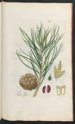 397. Pinus Pinea