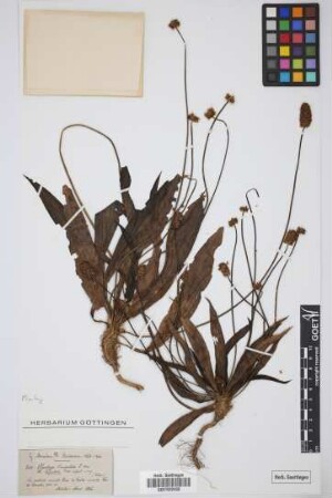 Plantago leiopetala Lowe