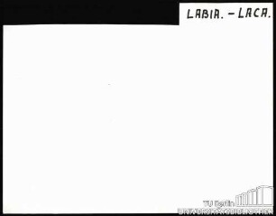 LABIA.-LACA.