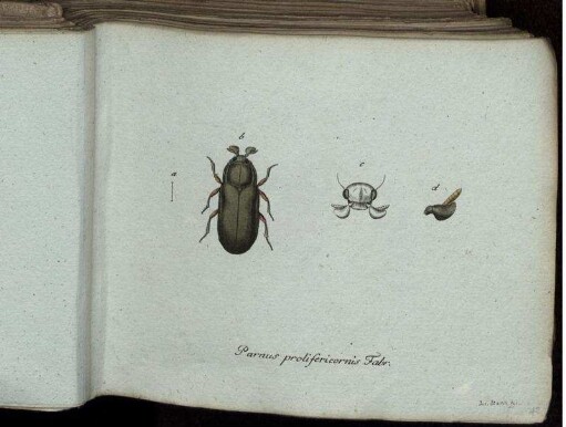 Parnus prolifericornis Fabr. - Chrysoomela Carifex Fabr.