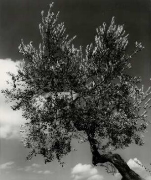 Olivenbaum in Italien (von Unten)
