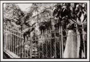 Auf einen Metallzaun gekletterte Katze (Altersgruppe 18-21)