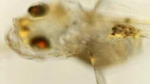 Buglossidium luteum, larva 1 Helgoland 2013