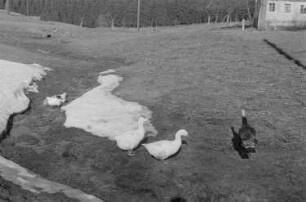 Kinder beim Spielen : Gänse auf einer Wiese