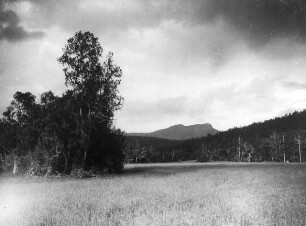 Waldwiese im Hochland