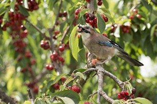 Unsere Wildnis