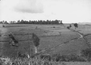 Plantage : Blick über Felder