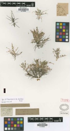 Astragalus angustifolius Lam. var. Griseb. bracteatus[holotype]