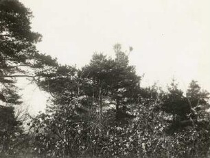 Weißbeerige Mistel (Weiße Mistel, Viscum album L.), in Kiefernkronen