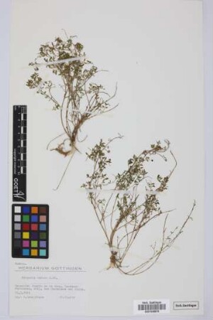 Rhagodia nutans R. Br.